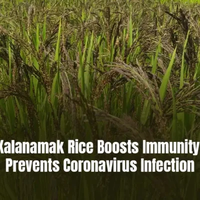Kalanamak Rice Boosts Immunity, Prevents Coronavirus Infection